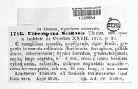 Neocercosporidium smilacis image